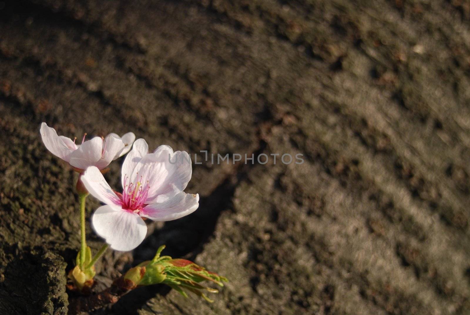 Fresh delicate Blossom of Cherry blossom against the dark brown of the tree trunk.