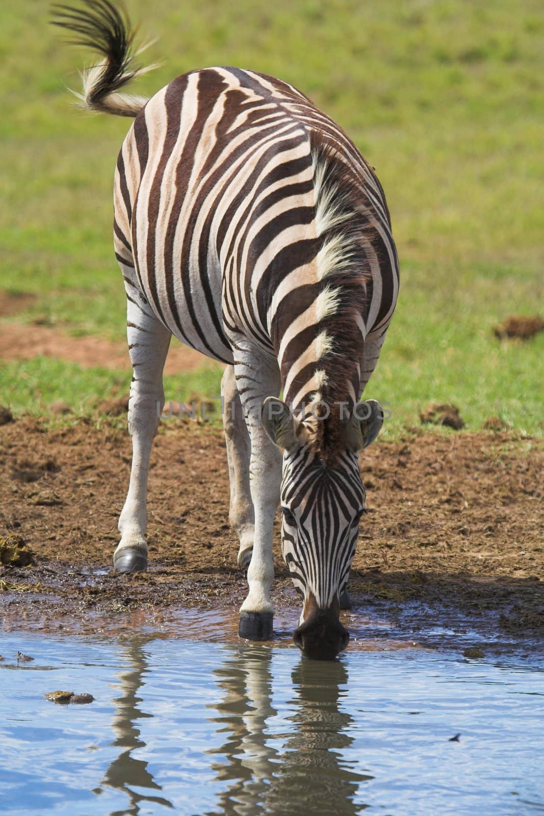 Zebra Drinking by nightowlza