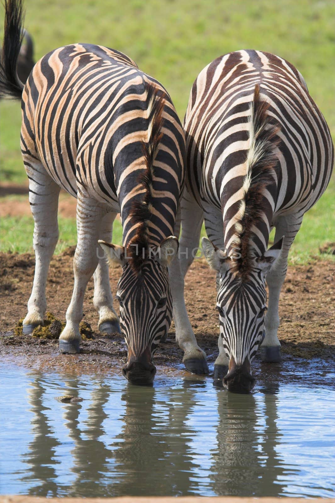 Thirsty Zebras Drinking by nightowlza
