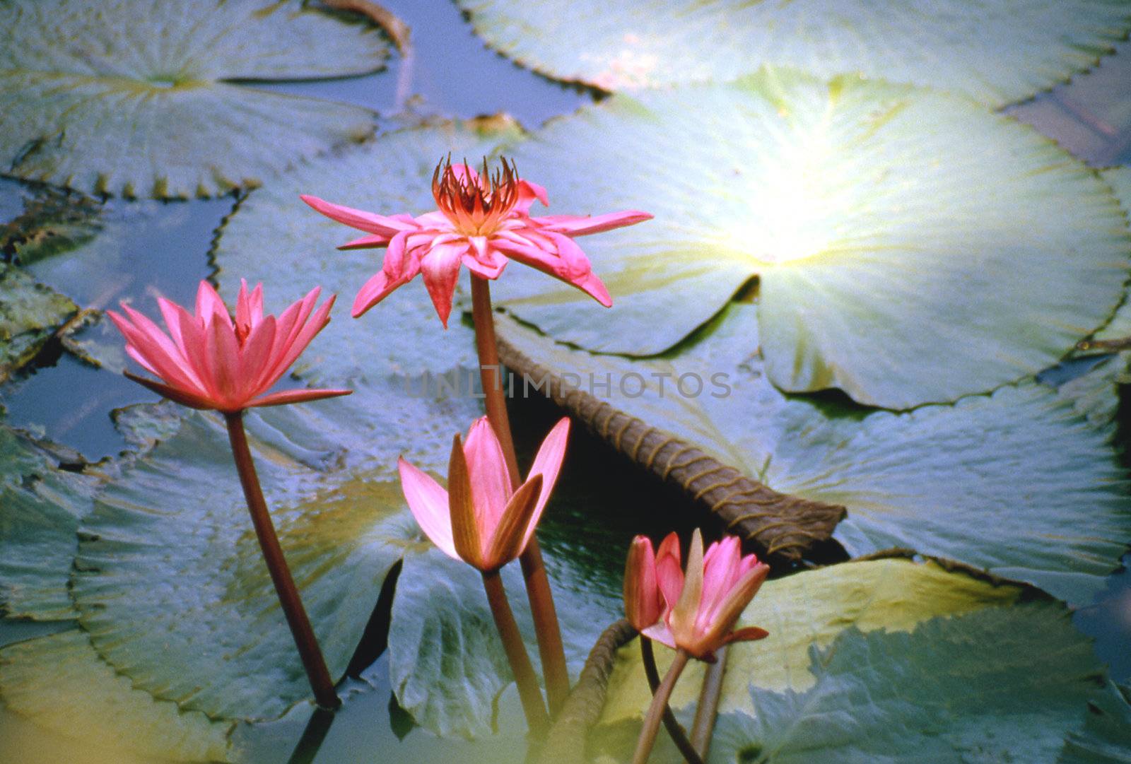 Lotus flower symbol of divine beauty seeks the sunlight.