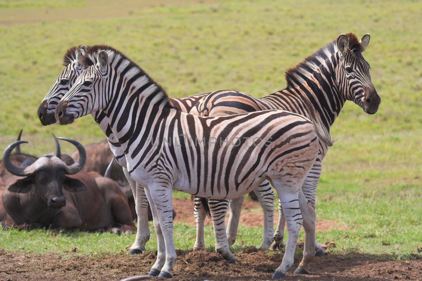 Zebra & Buffalo by nightowlza