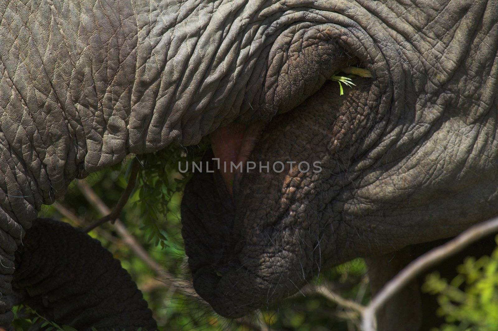 Close up of an African Elephant mouth