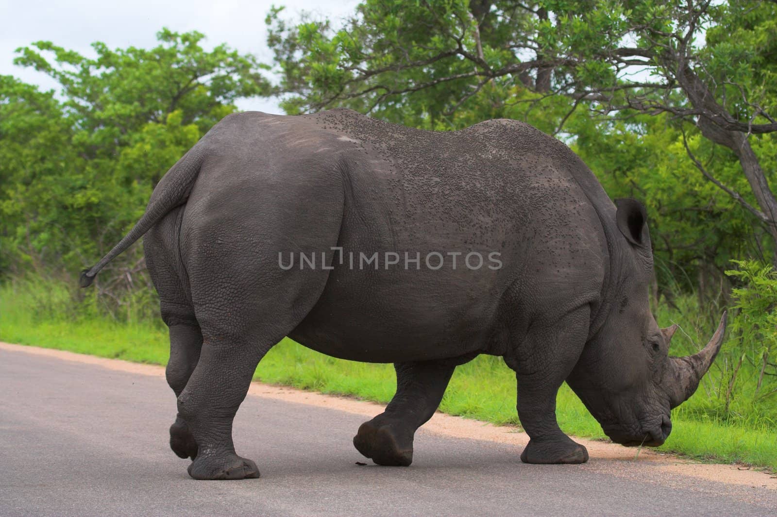 Rhinoceros crossing the road in Africa by nightowlza