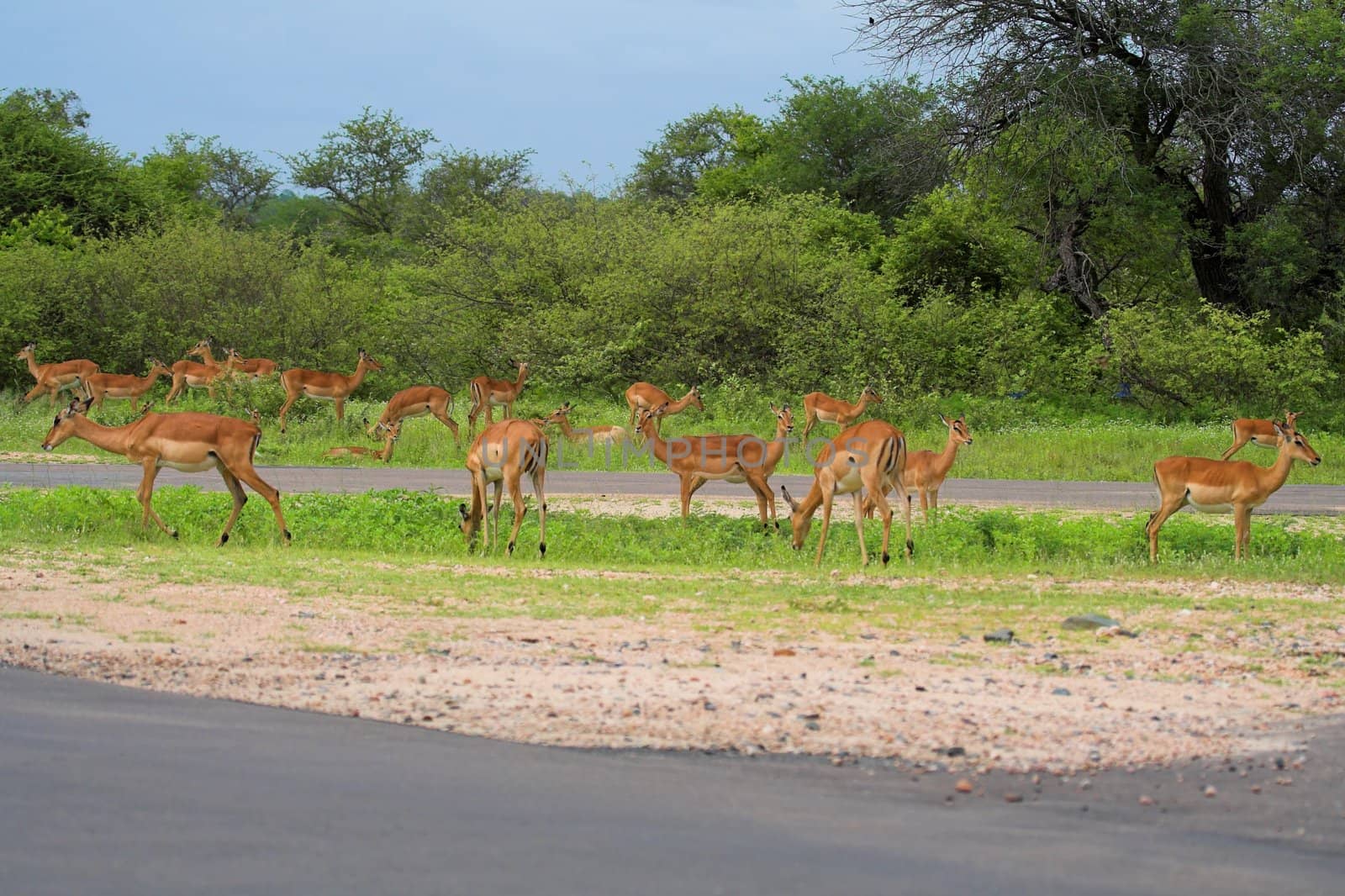 Impala gazelle feeding next to the road by nightowlza