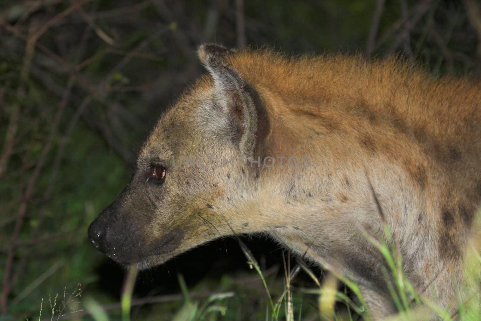 Hyena by nightowlza