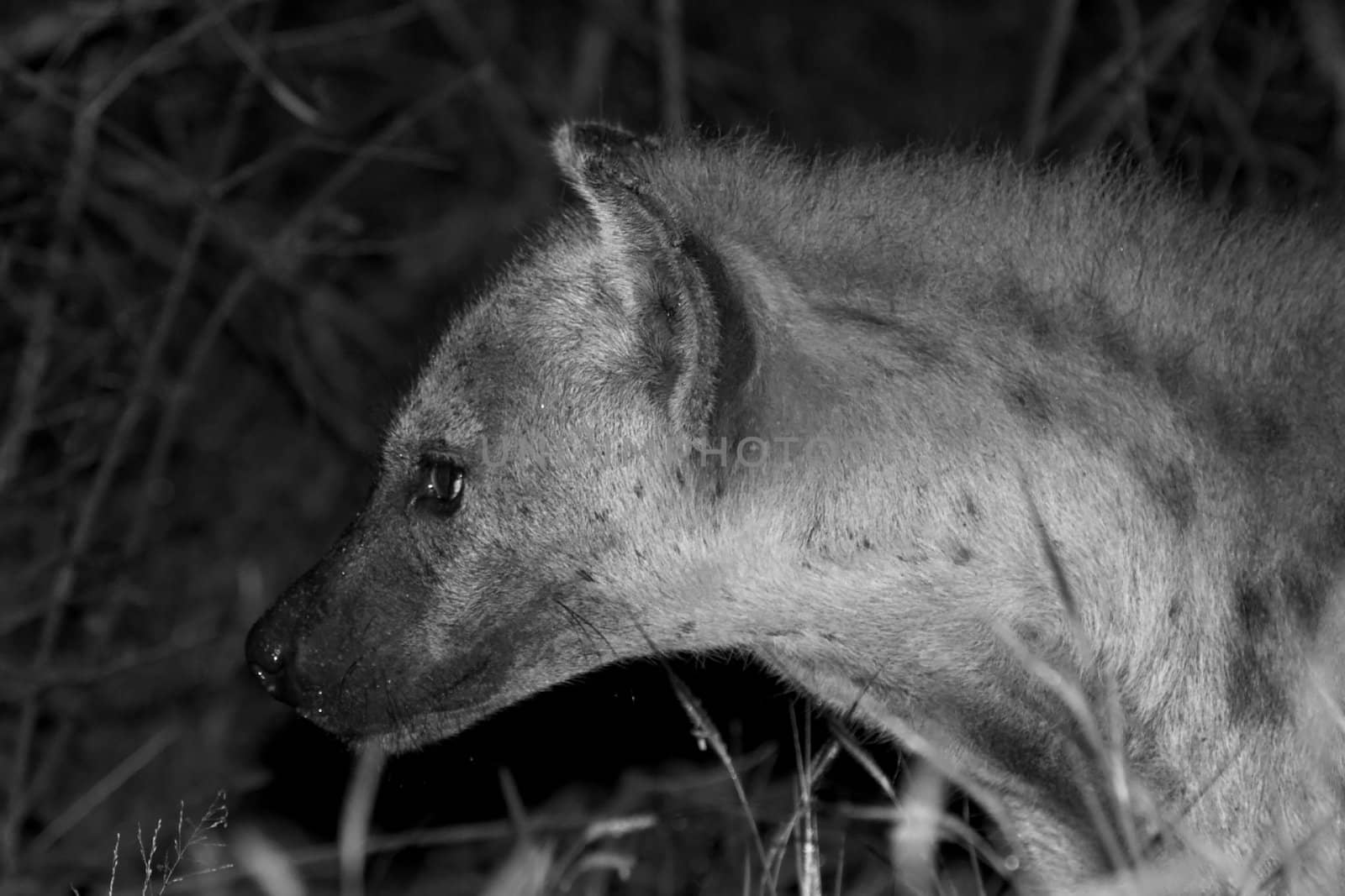 Hyena by nightowlza
