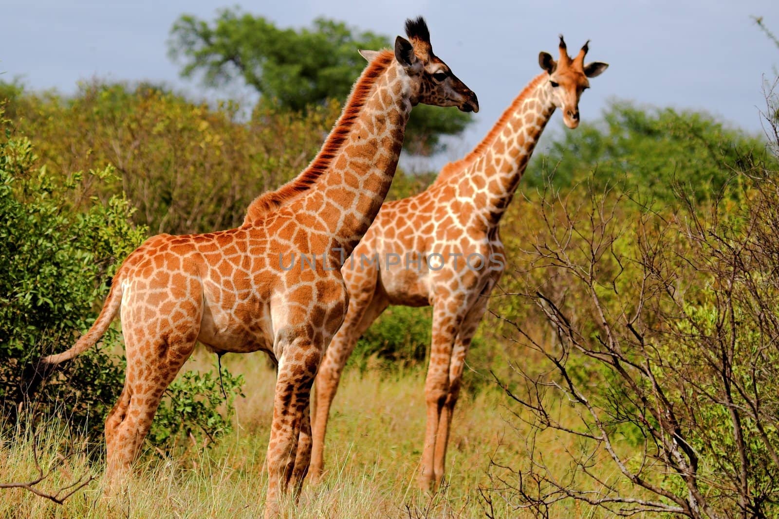 Giraffe in the African Bush by nightowlza