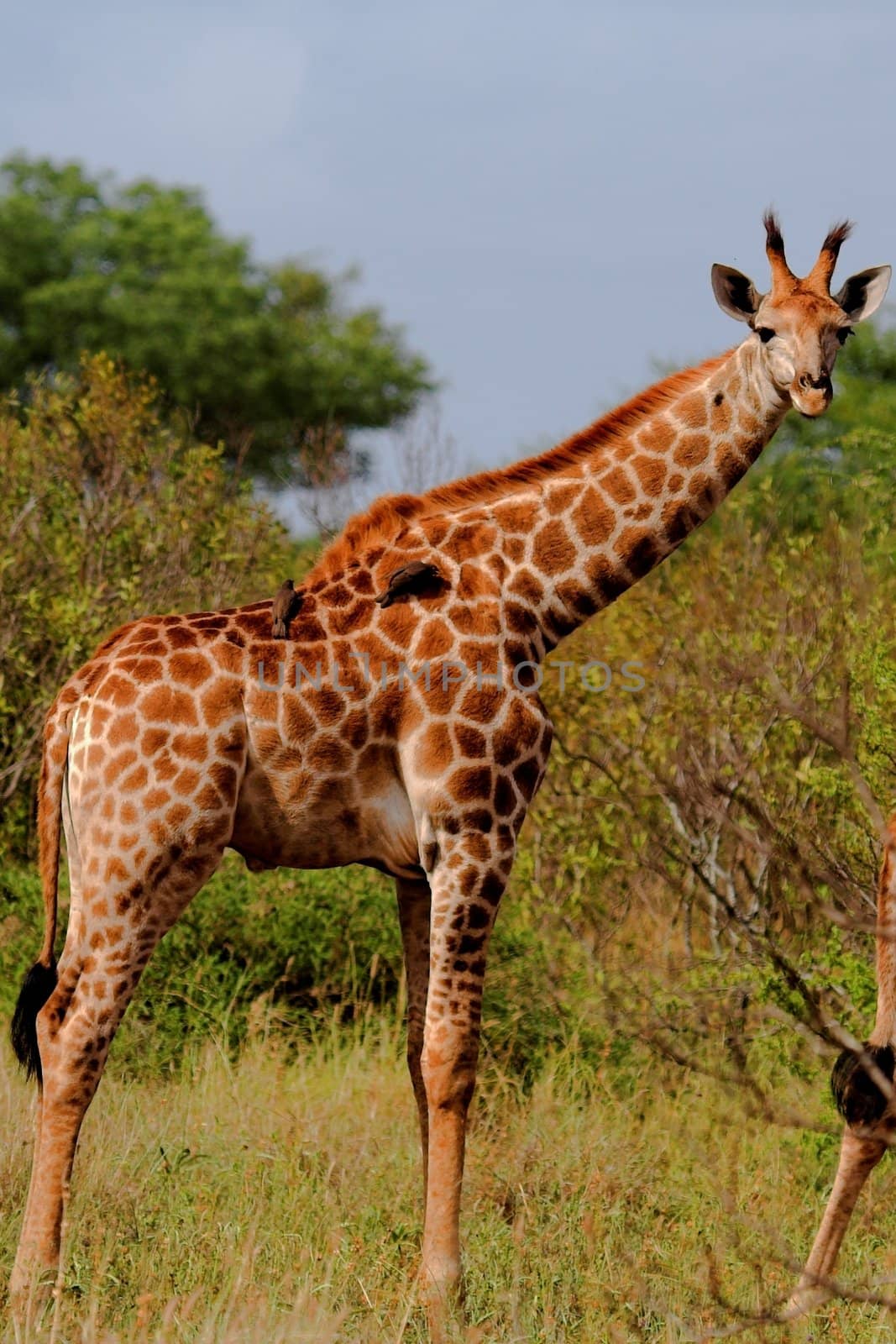 Giraffe with Oxpeckers by nightowlza