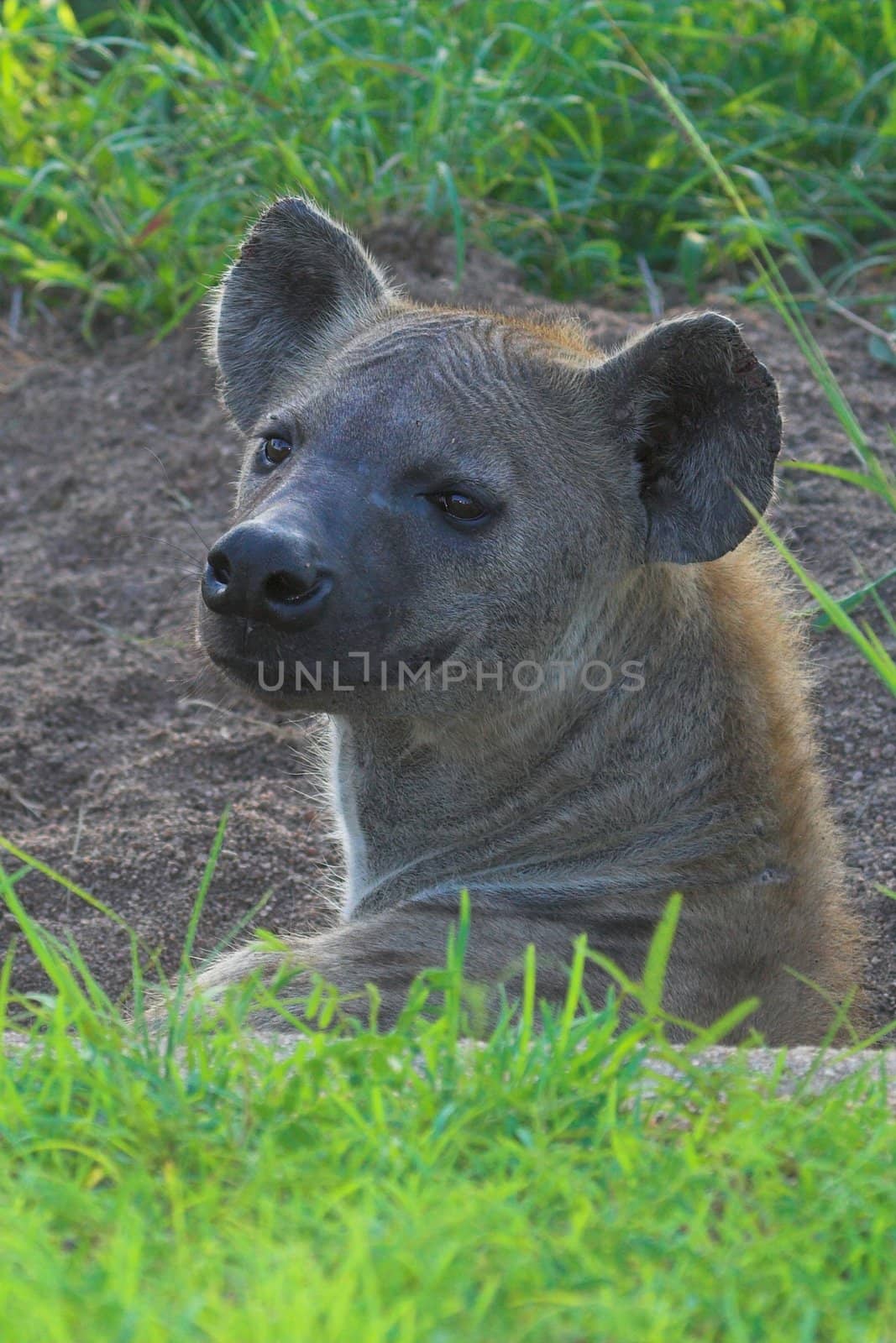Wrinkle faced hyena by nightowlza