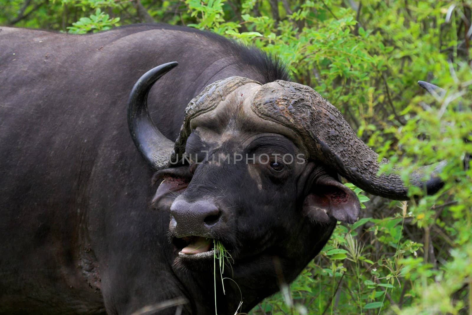 Cape buffalo feeding
