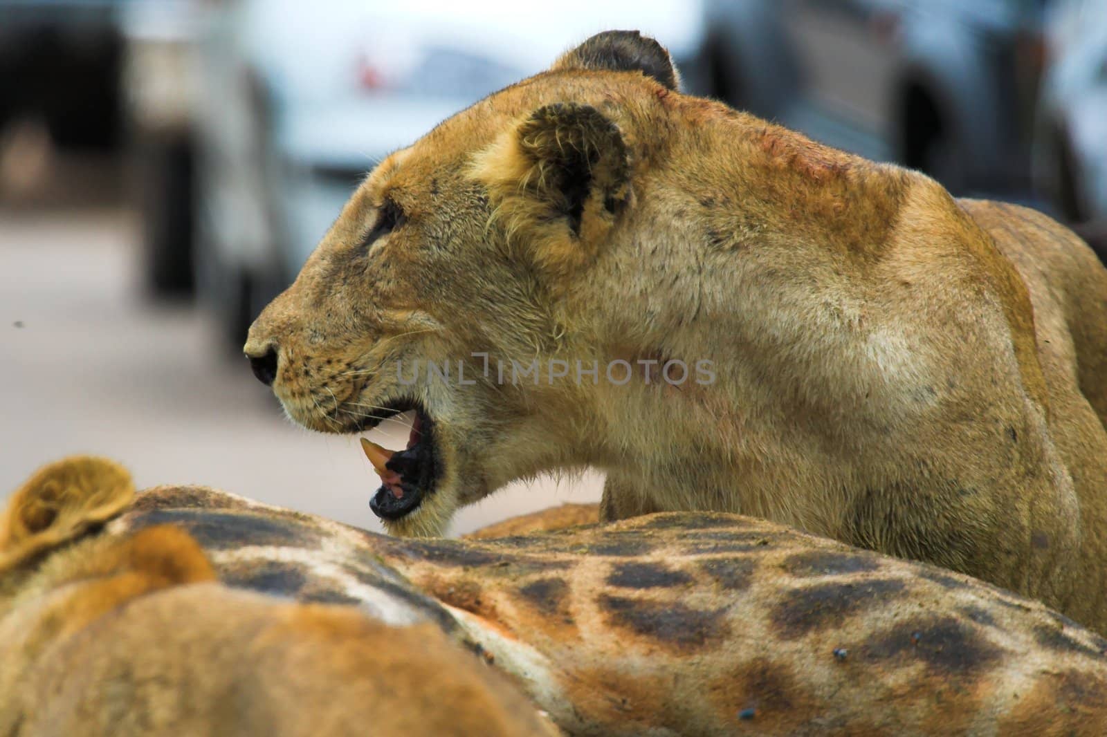 Lioness Feeding by nightowlza