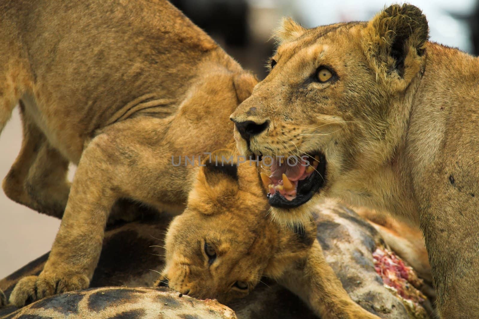 Lions Feeding by nightowlza