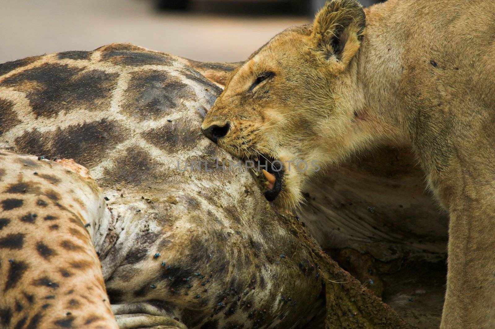 Lioness feeding on a giraffe kill by nightowlza