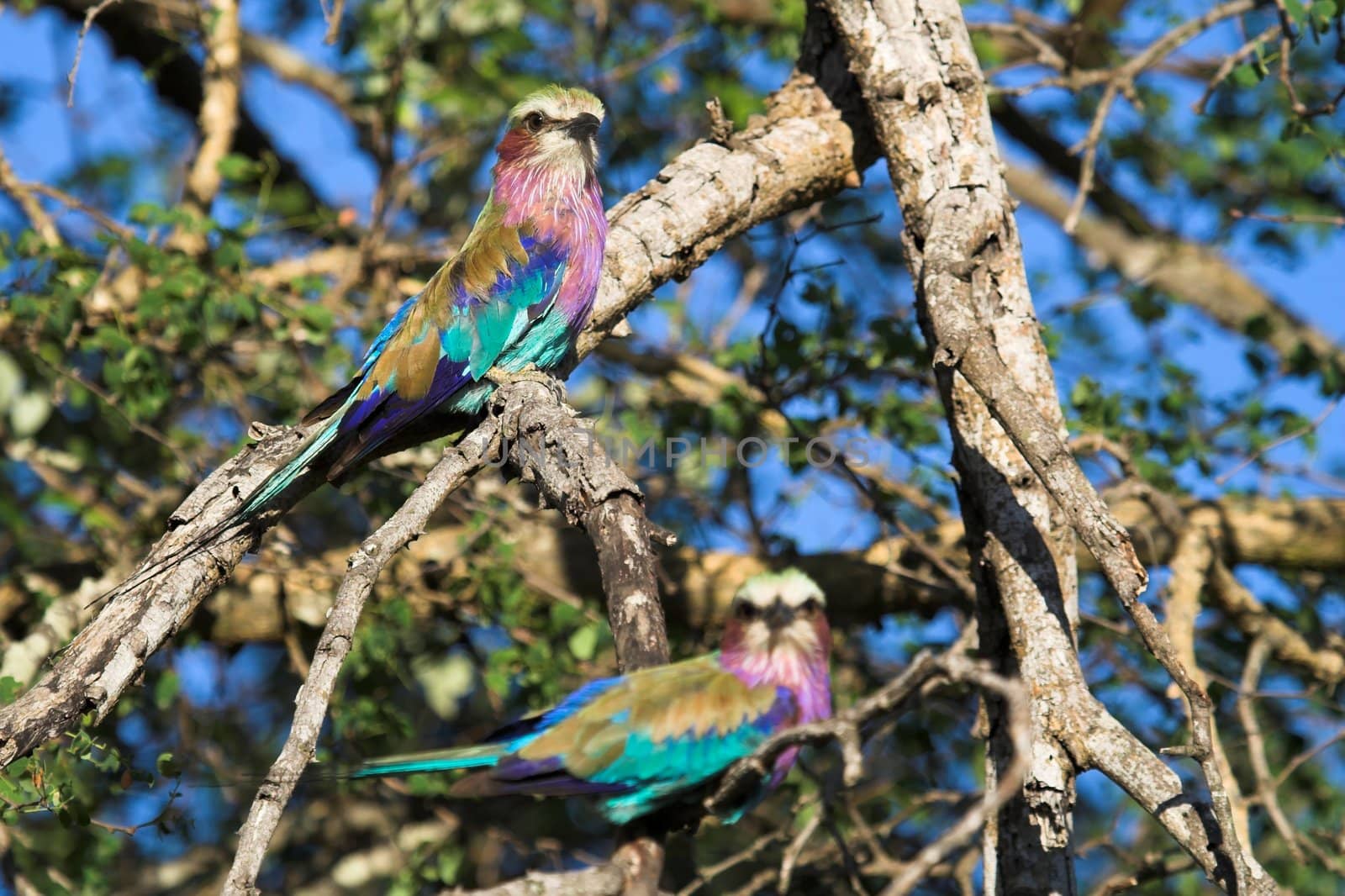 Lilac breasted roller pair sitting in a tree