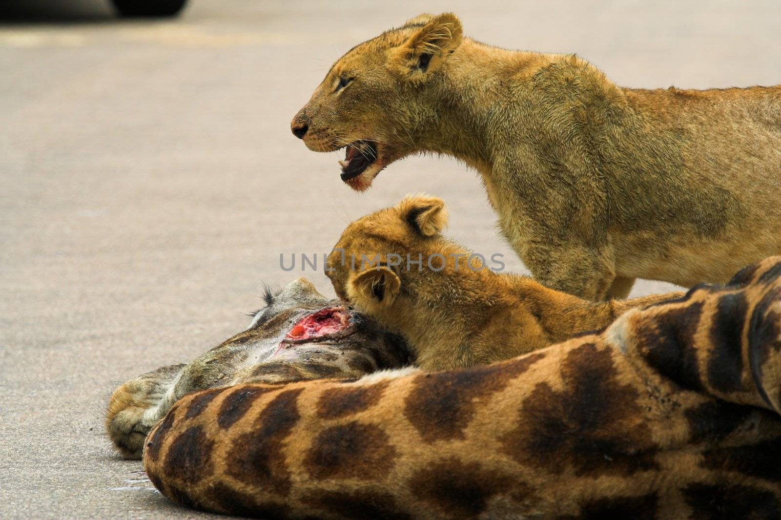 Lion Cubs Feeding on a giraffe by nightowlza