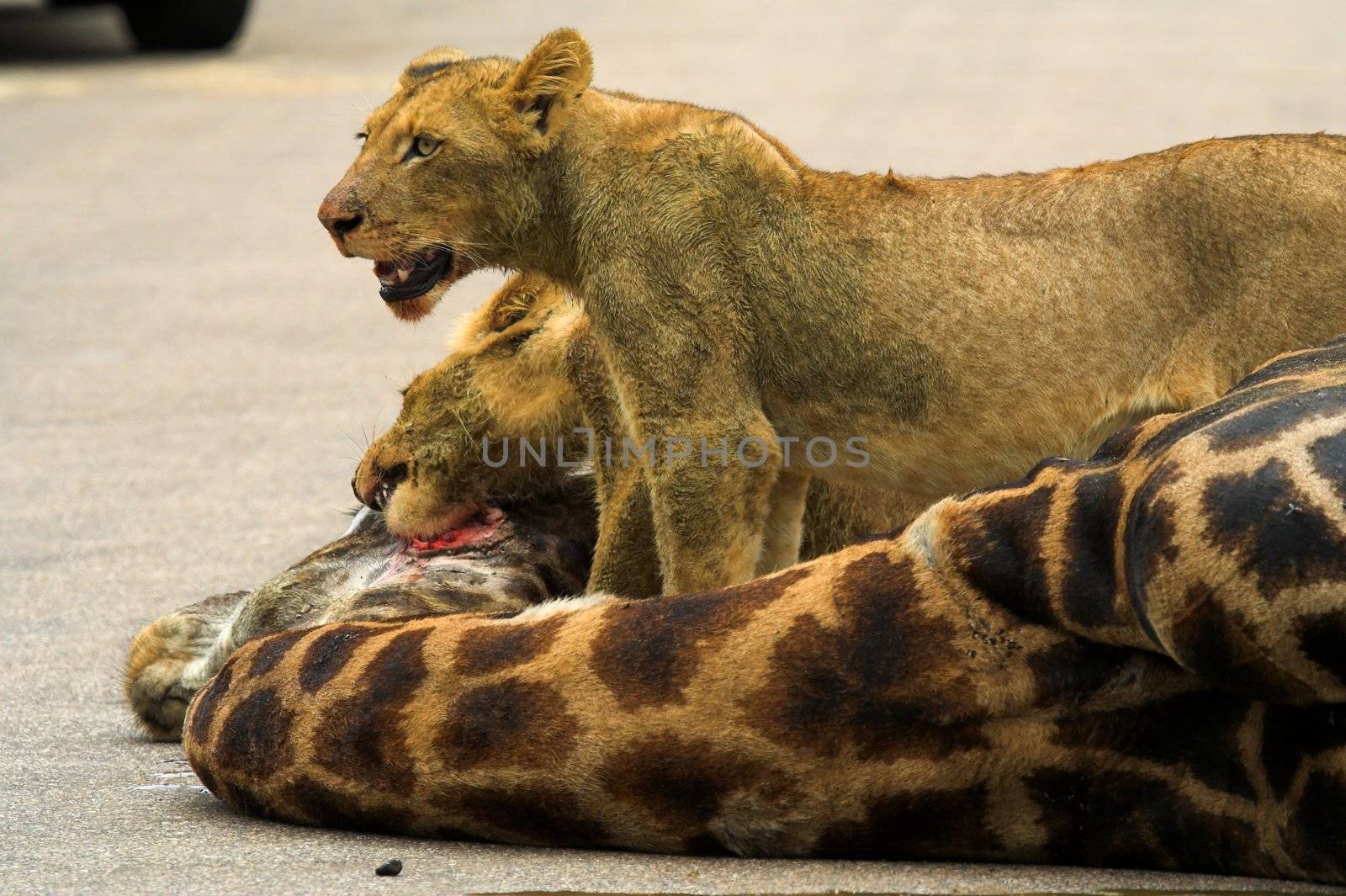 Lion Cubs feeding on a giraffe by nightowlza