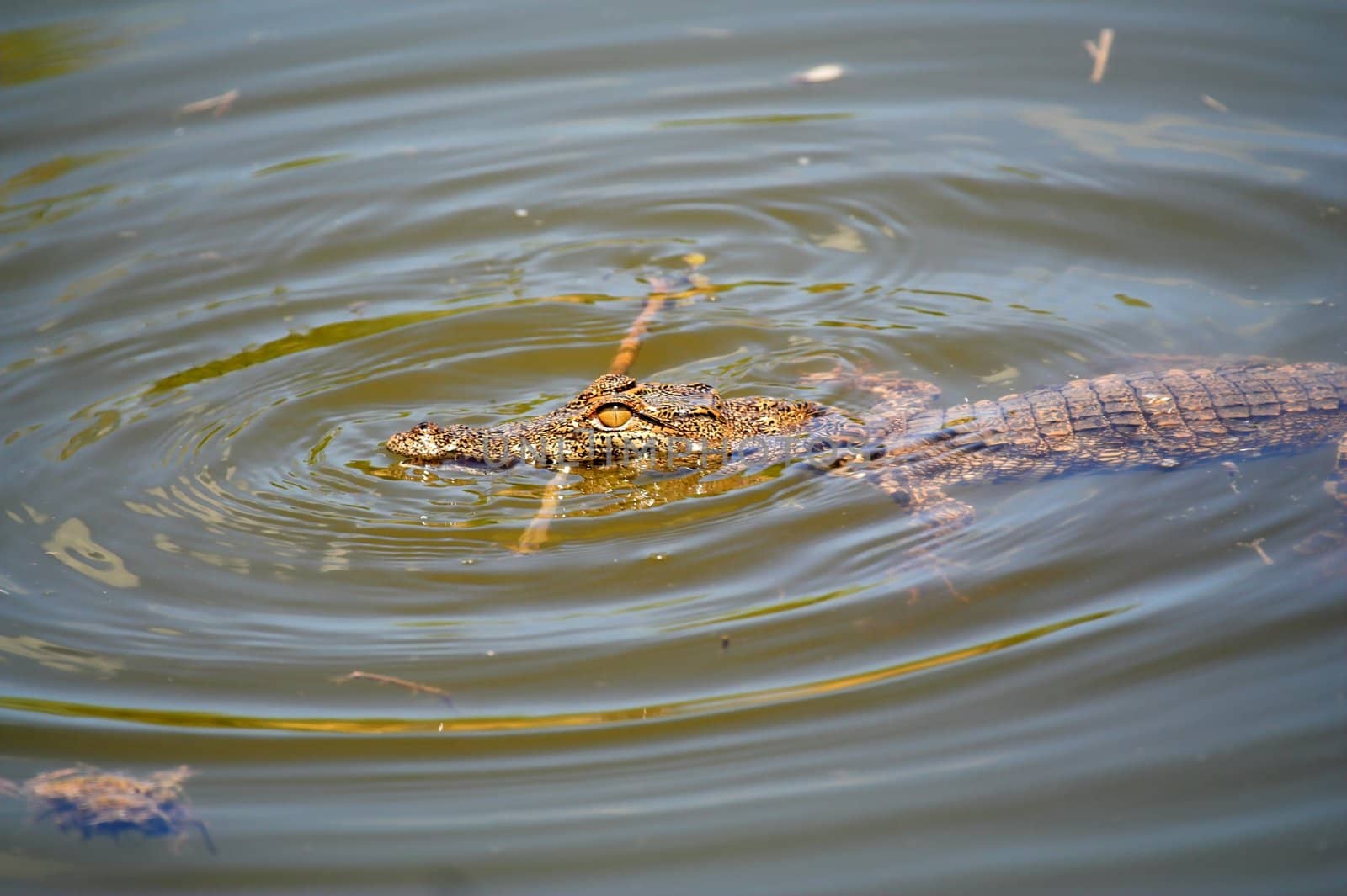 Baby Crocodile attacking a floating stick by nightowlza