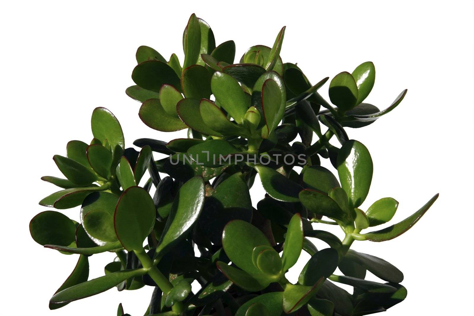 a money plant against a white background