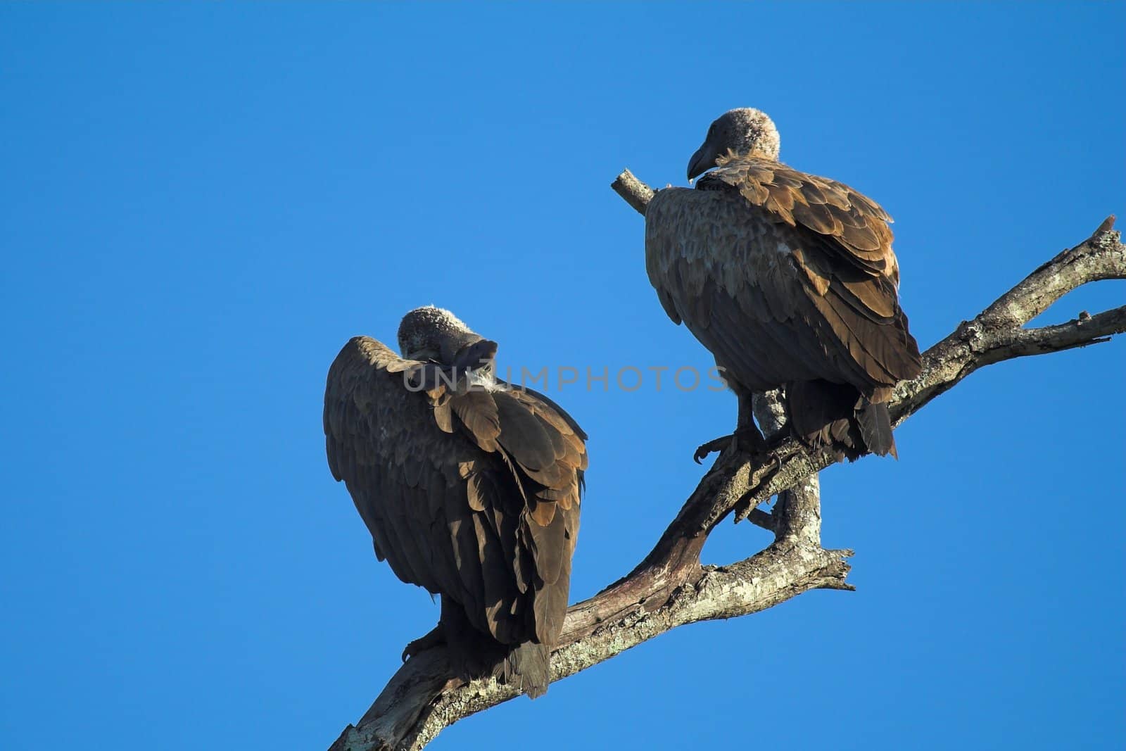 Vulture Pair by nightowlza