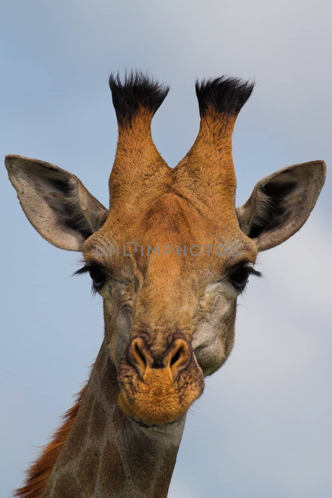Giraffe Head Shot by nightowlza