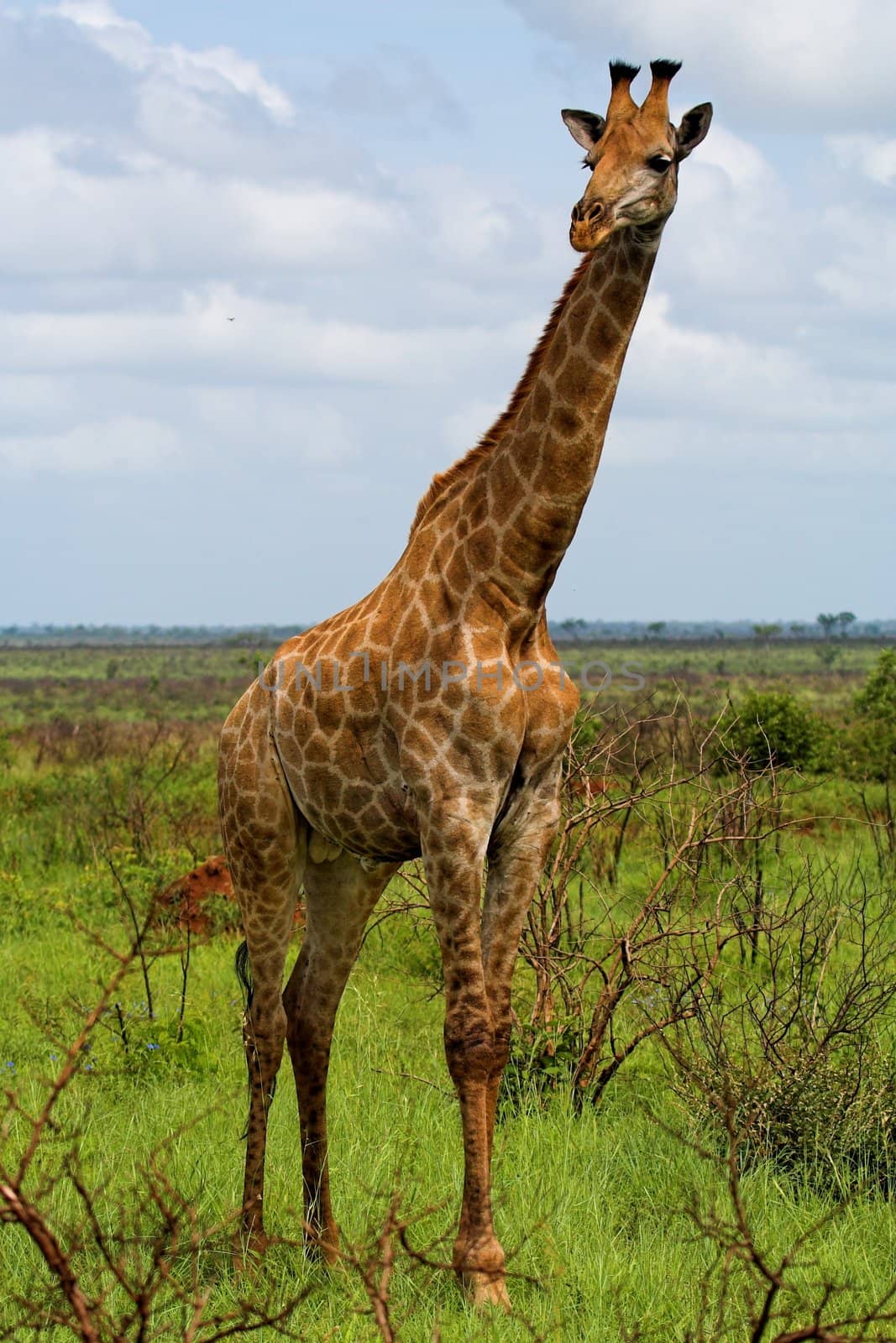 Giraffe by nightowlza