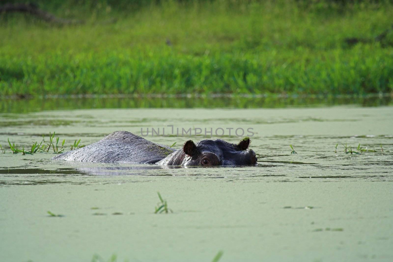 Hippo by nightowlza