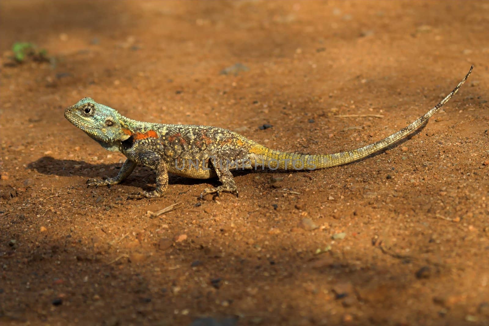 Close up shot of a colourful lizard