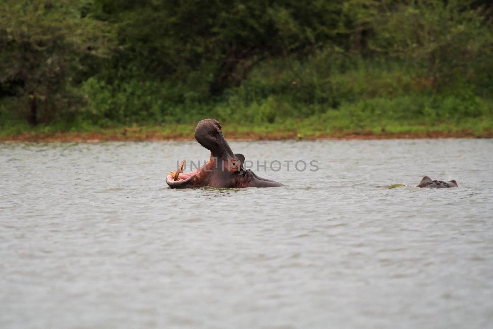 Hippo displaying dominance with a hippo yawn