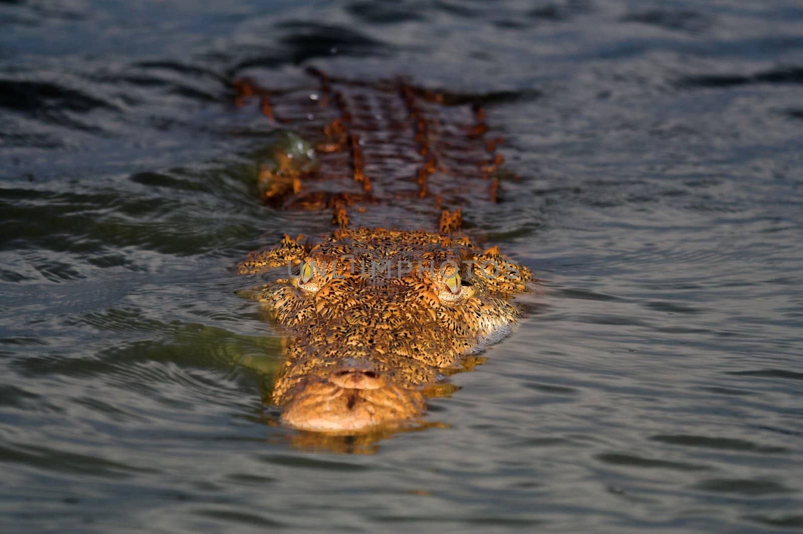 Crocodile floating in the water by nightowlza