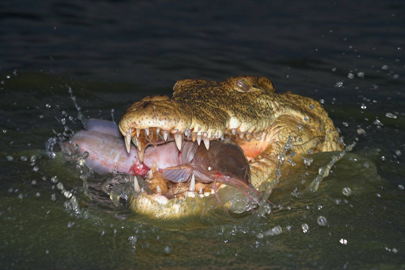 Crocodile Catching a fish in a splash