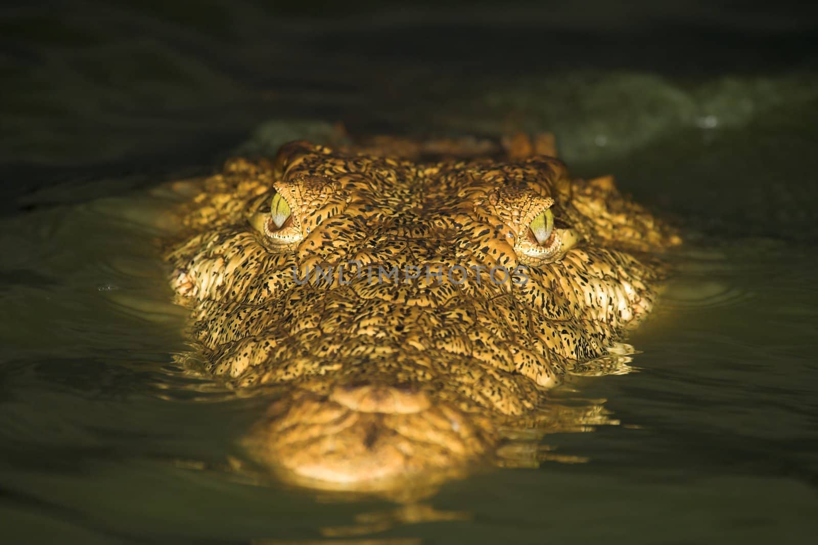 Close up of a crocodile in the water by nightowlza