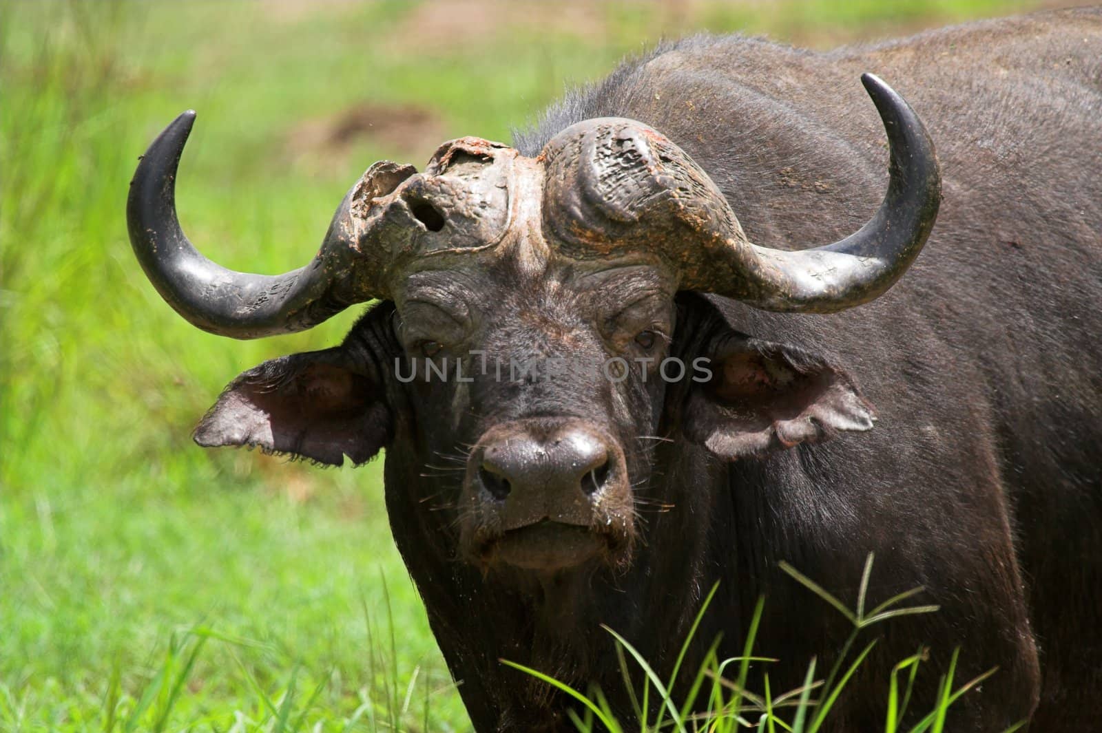 Old Buffalo bull with a broken horn