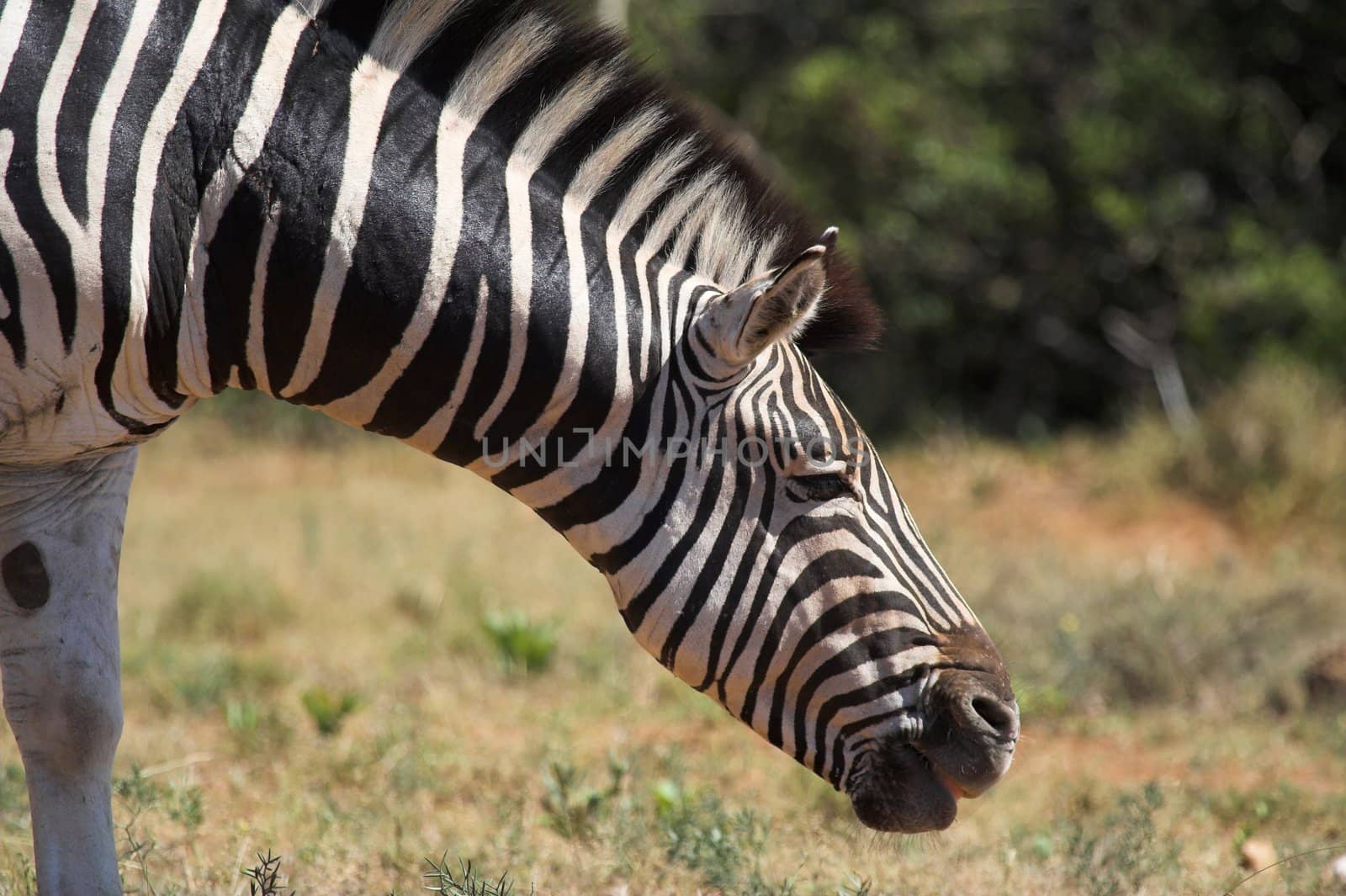 Close up of a burchell zebra head
