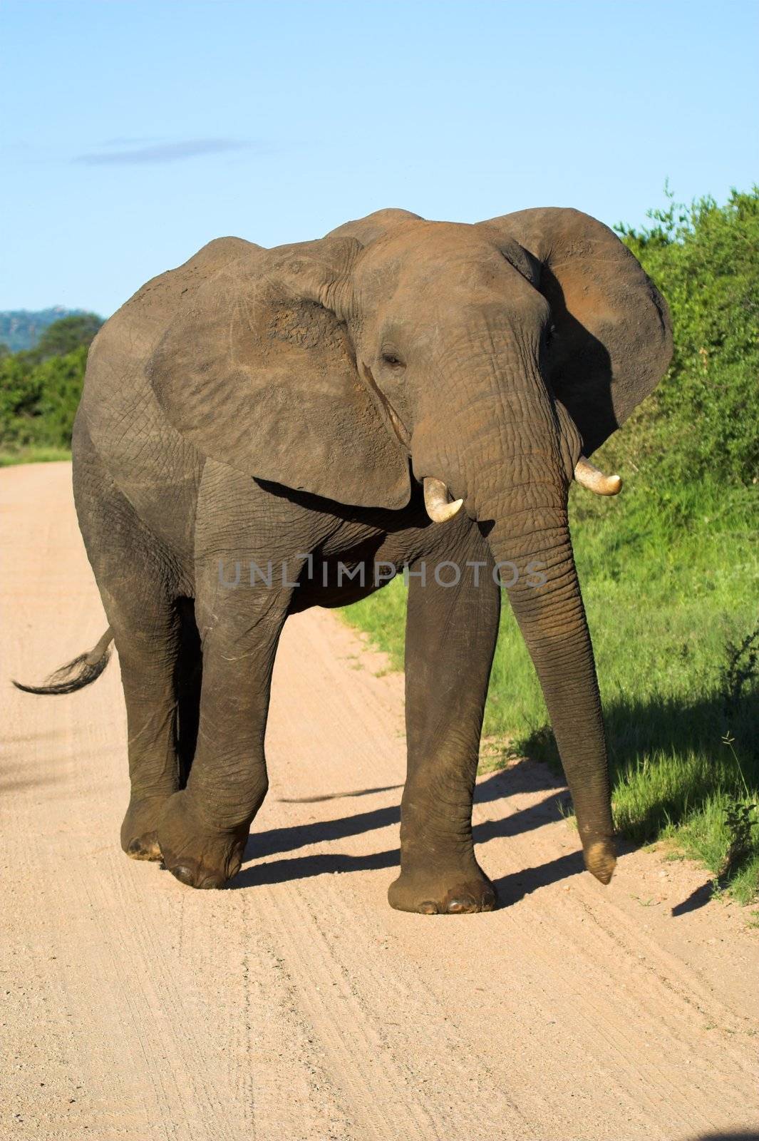 Elephant bull elephant walking down the road