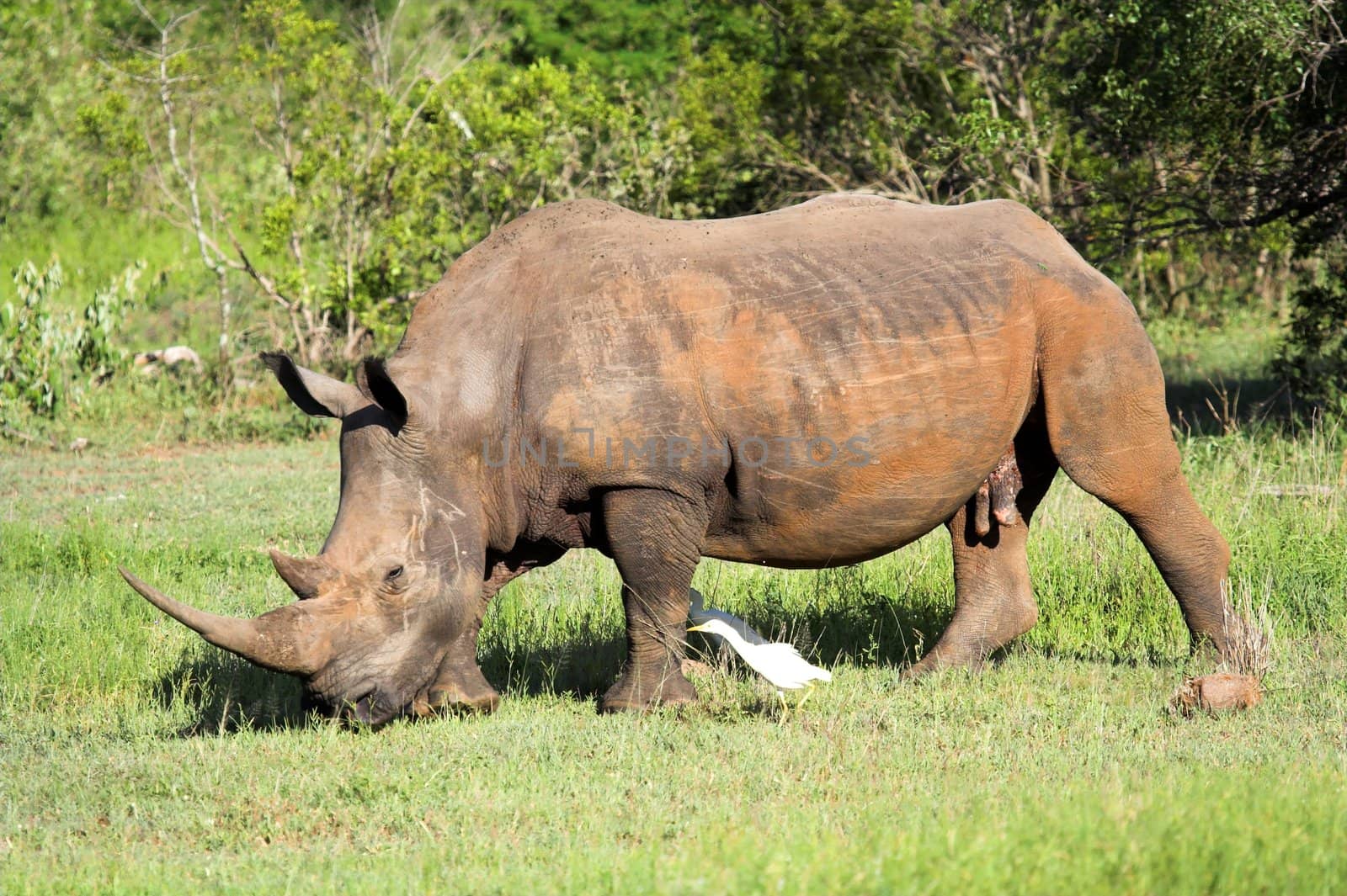White Rhino in the African bush