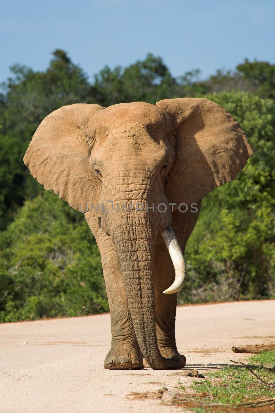 African Elephant with one tusk walking down the road