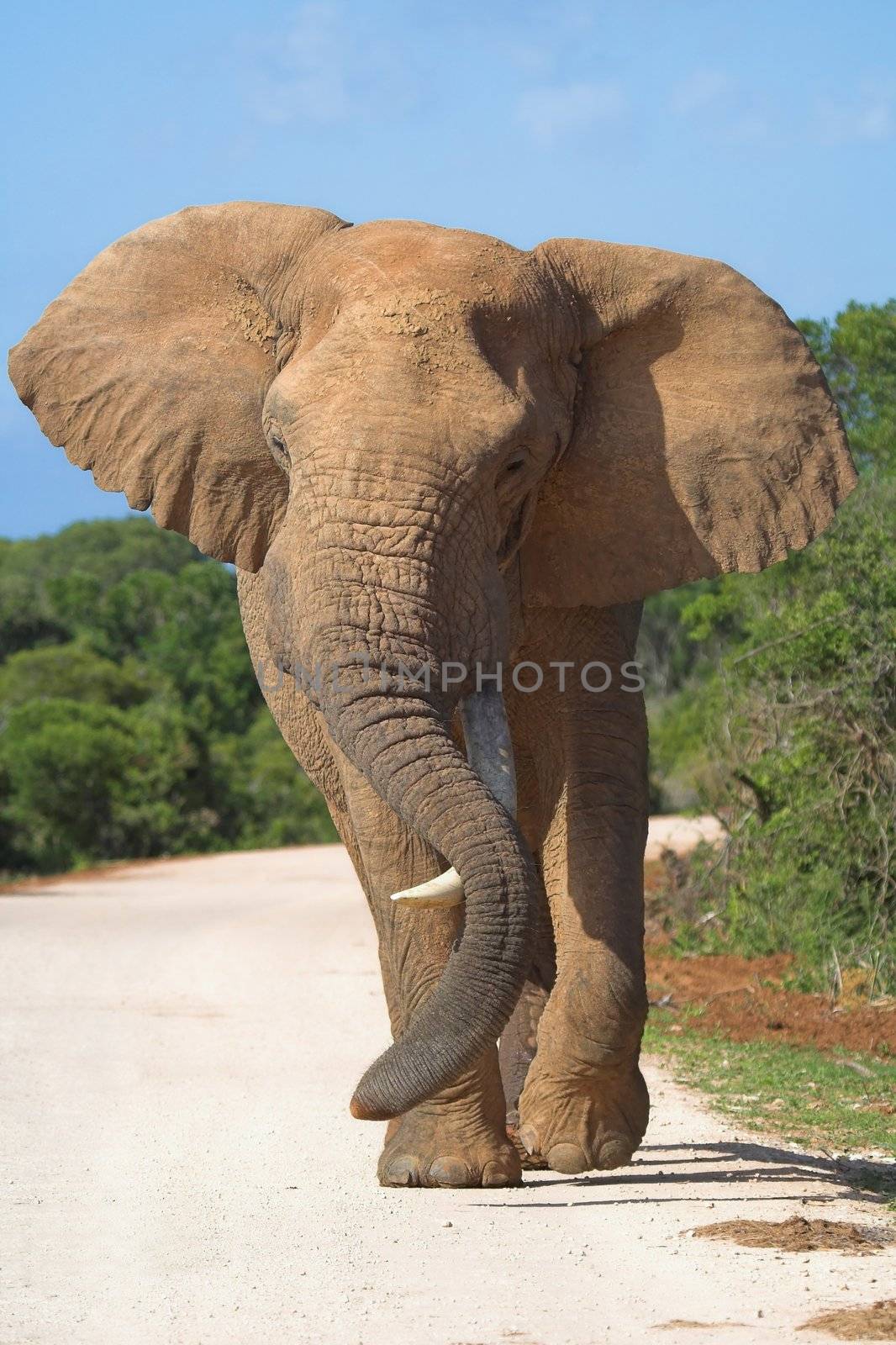 African Elephant playing with its trunk over a lonesome tusk