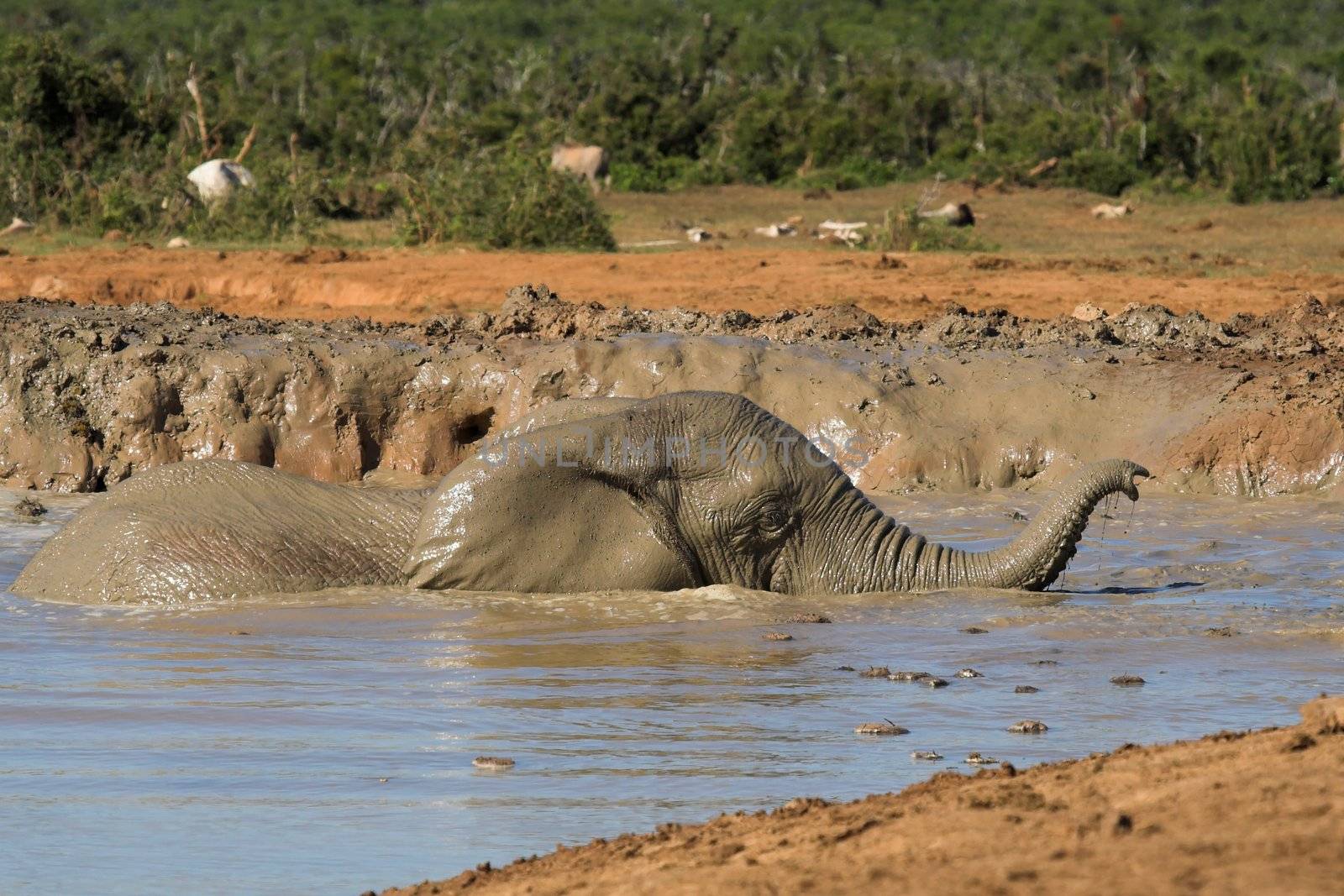 African Elephant using its trunk to breath above water