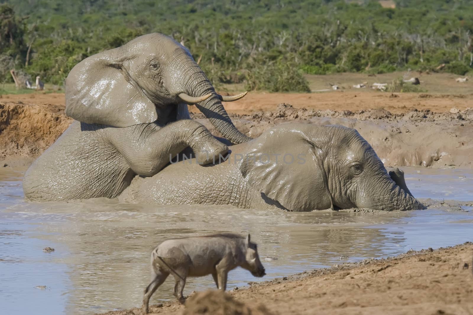 African Elephants playing Dominance game in the water