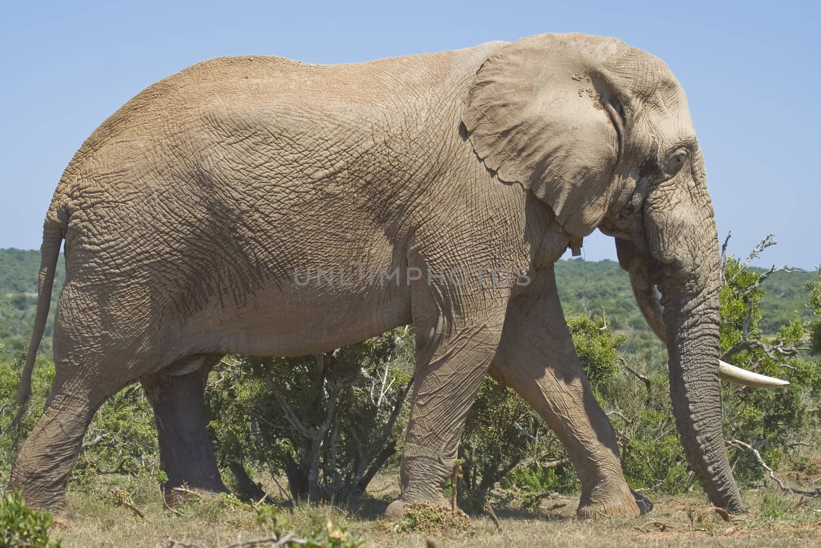 Lone elephant bull with one tusk roaming the fields