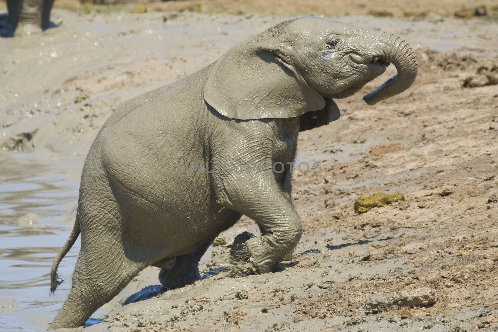 Baby elephant trying to climb out of the mud pit
