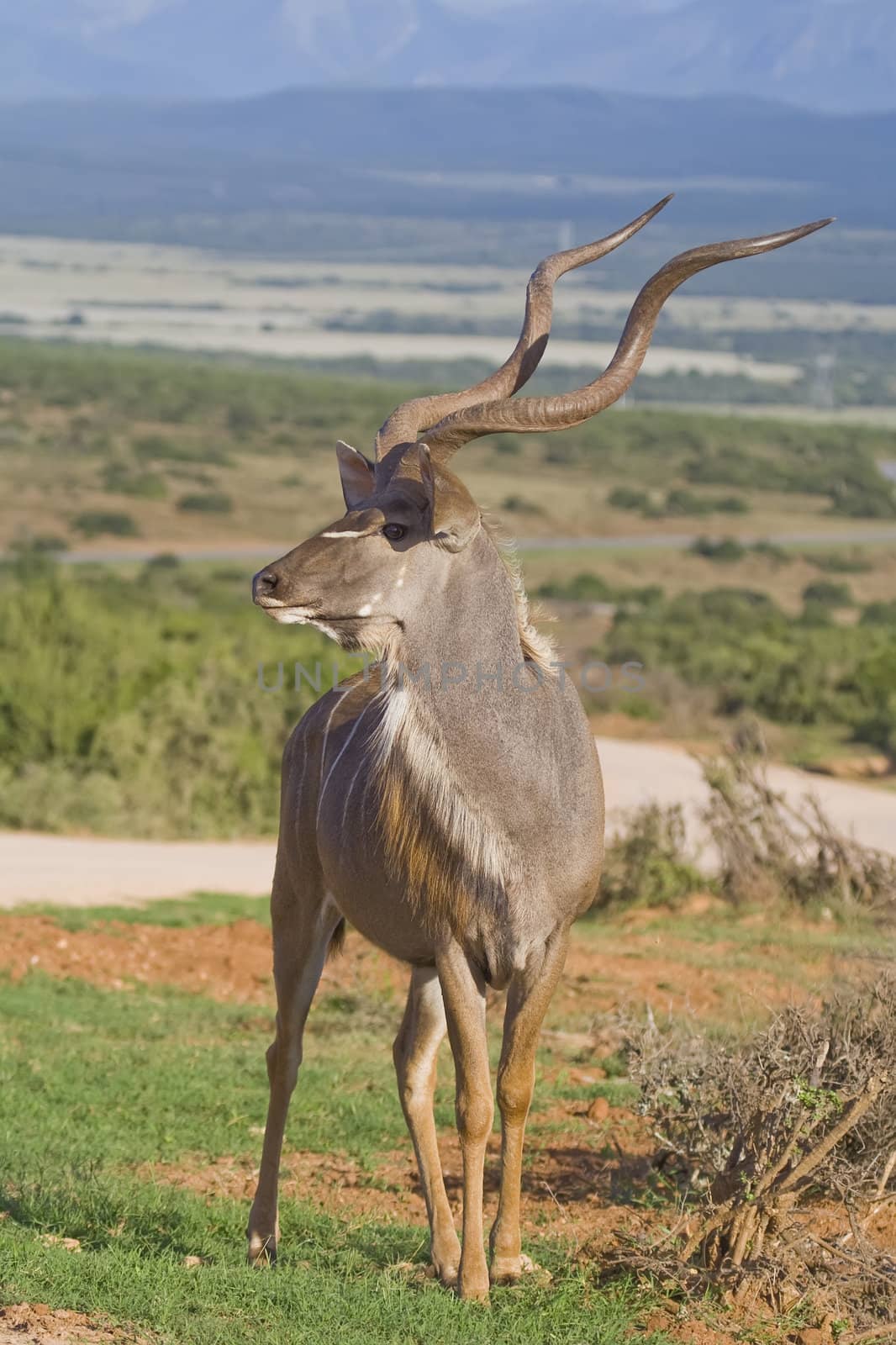 Impressive looking Kudu male proudly displaying his horns