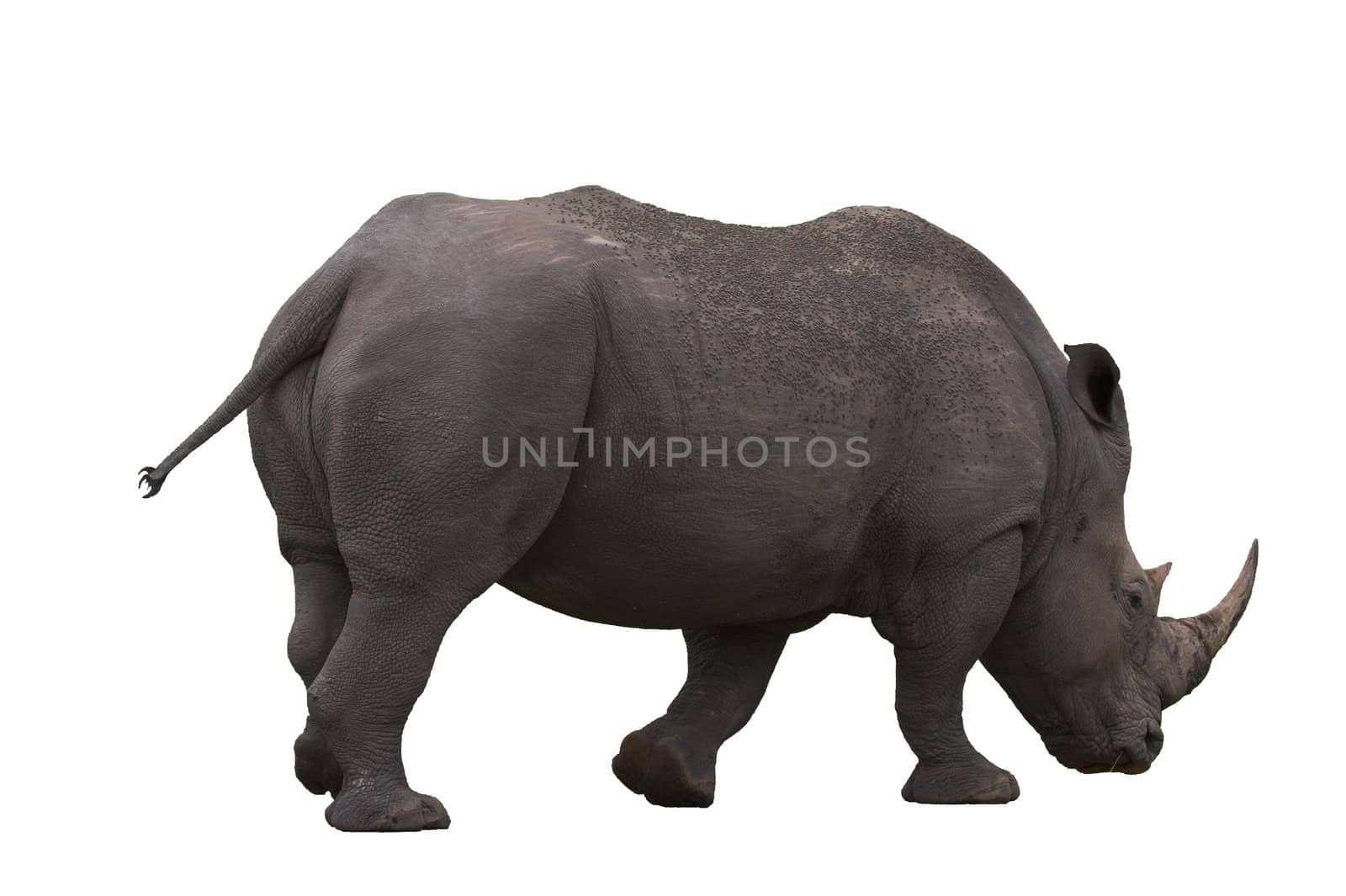 Rhino Isolated