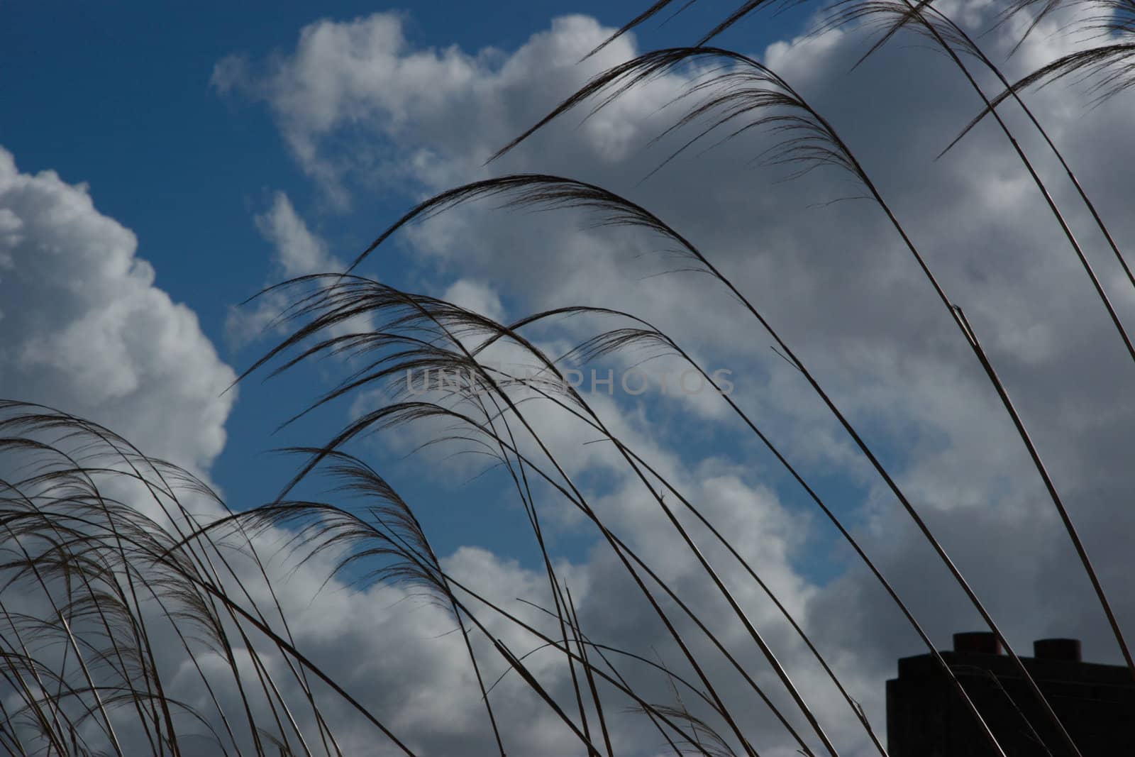 reeds in a seaside town