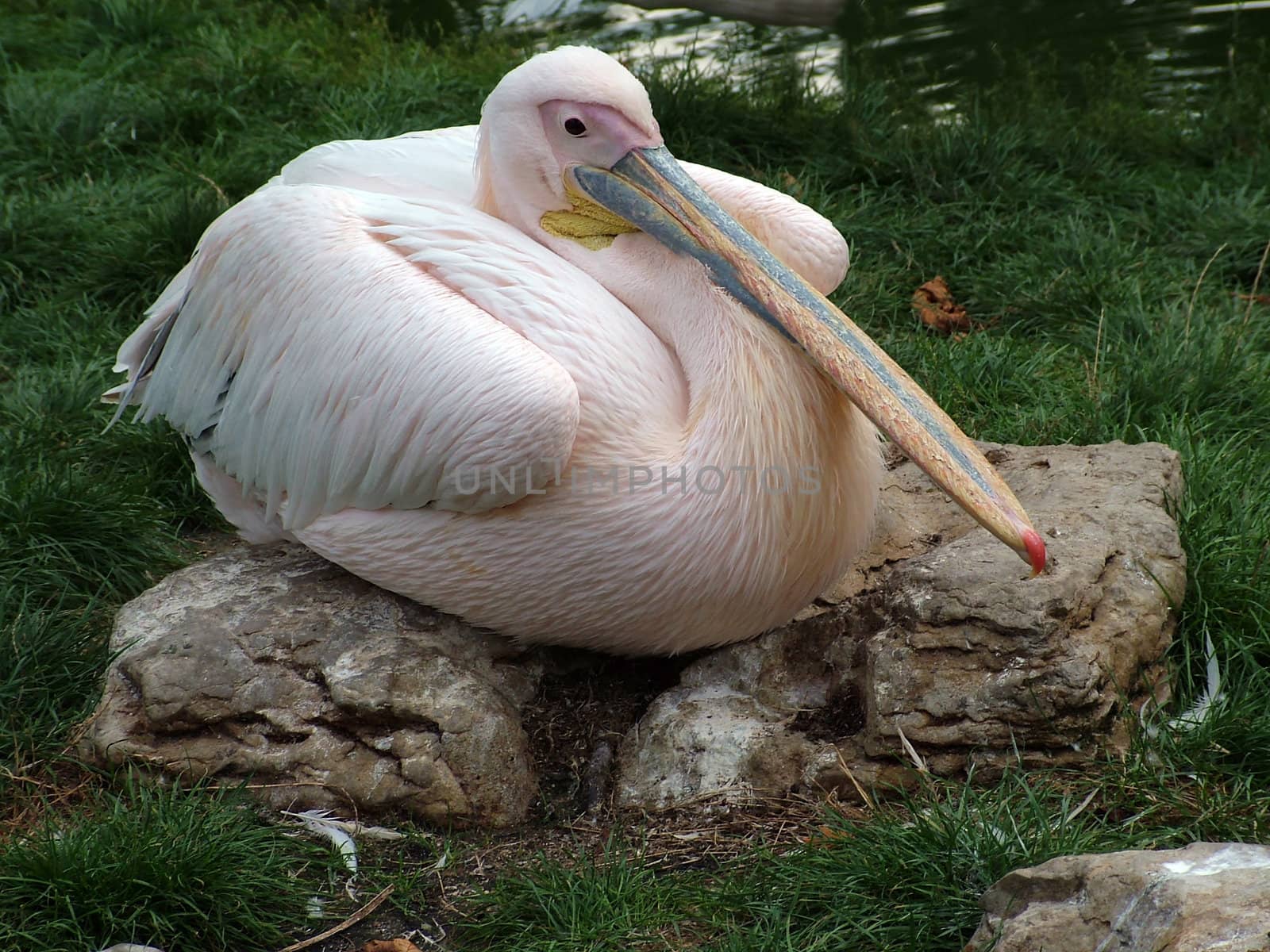 a stork taking a break