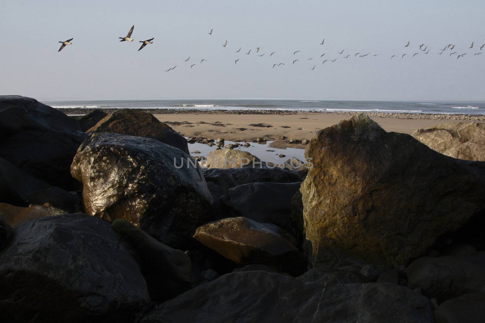 geese flight in kerry ireland