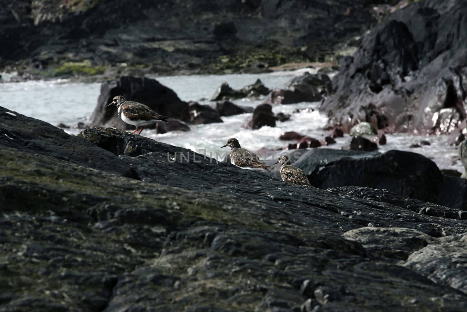 birds on the rock edge