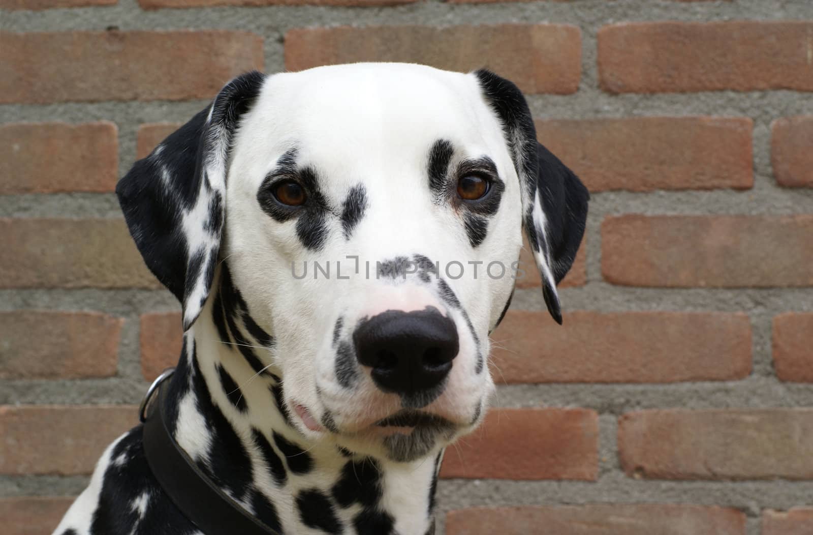 Dalmatian portrait in front of a brick wall.