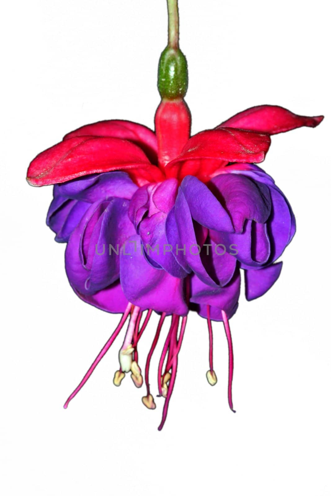 Flower of fuscia isolated on white with clipping path