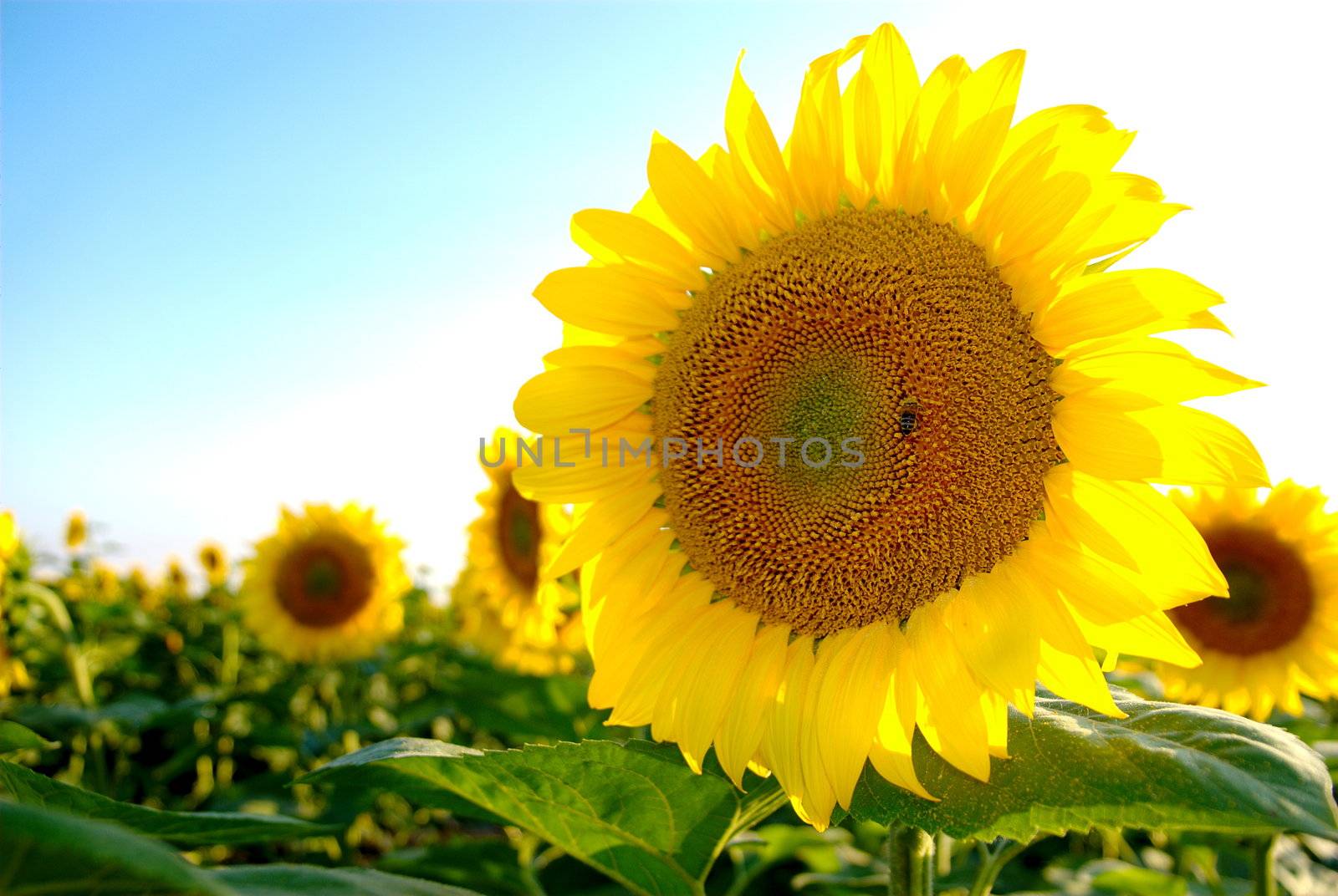 beautiful sunflower with bee harvesting pollen and copy space